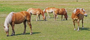 Weide auf Usedom, Pferde, Haflinger