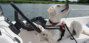 Urlaub mit Hund auf Usedom, Hund im Boot, Usedom, Peene, Bootsverleih, Achterwasser