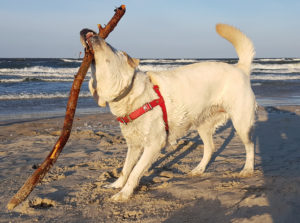 Urlaub mit Hund, Hundestrand-Peenemünde